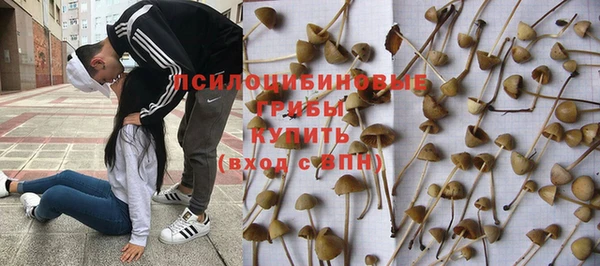прущие грибы Армянск